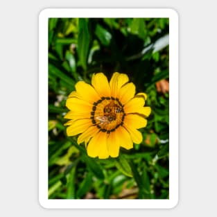 The Honey Bee Dance Sticker